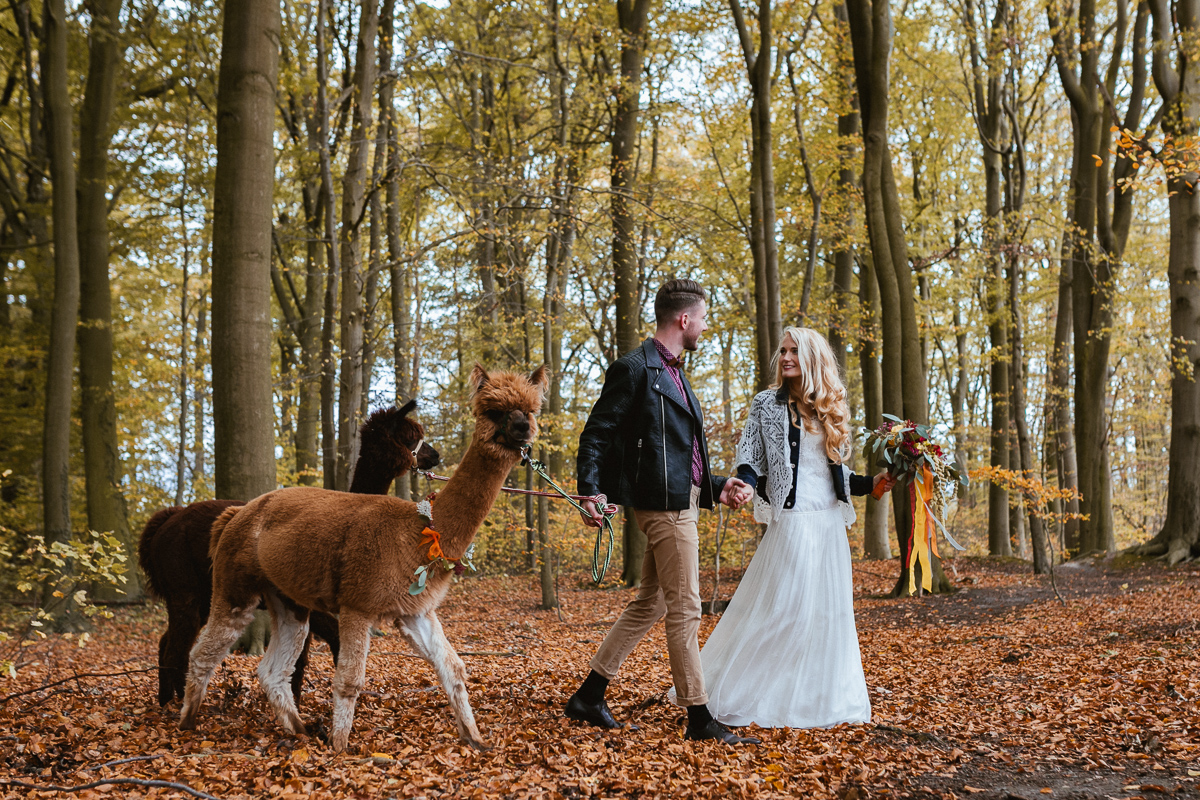 Spaziergang mit Alpaka auf der Hochzeit